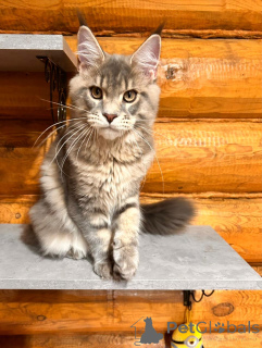 Foto №1. maine-coon-katze - zum Verkauf in der Stadt Nizhny Novgorod | 162€ | Ankündigung № 148391