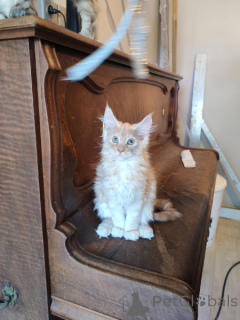 Foto №4. Ich werde verkaufen maine-coon-katze in der Stadt Brüssel.  - preis - Frei