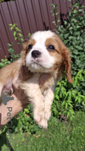 Foto №4. Ich werde verkaufen cavalier king charles spaniel in der Stadt Tallinn. quotient 	ankündigung, vom kindergarten, züchter - preis - 850€
