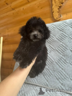 Foto №4. Ich werde verkaufen pudel (zwerg) in der Stadt Krasnodar.  - preis - 2479€