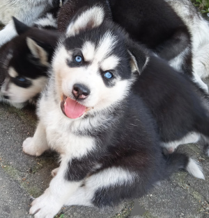 Foto №1. siberian husky - zum Verkauf in der Stadt Юлихярмя | 1000€ | Ankündigung № 110194