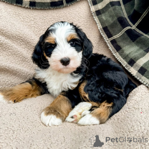 Foto №1. labradoodle - zum Verkauf in der Stadt Schleppnetz | verhandelt | Ankündigung № 160073