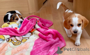 Foto №4. Ich werde verkaufen beagle in der Stadt Geel. quotient 	ankündigung, züchter - preis - 650€