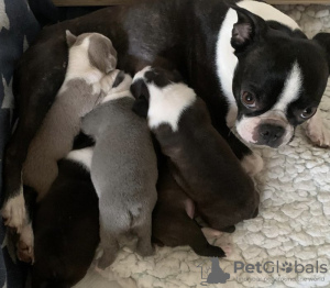 Foto №3. Boston Terrier Welpen Zu Verkaufen, KC Registrierert. Deutschland
