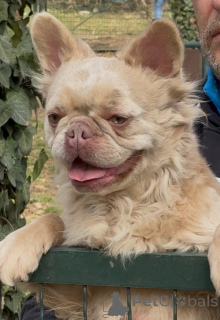 Foto №1. französische bulldogge - zum Verkauf in der Stadt Belgrad | 3000€ | Ankündigung № 154867