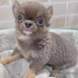 Foto №2 zu Ankündigung № 126681 zu verkaufen chihuahua - einkaufen Portugal 