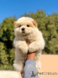 Foto №2 zu Ankündigung № 163868 zu verkaufen chow-chow - einkaufen Österreich quotient 	ankündigung, züchter