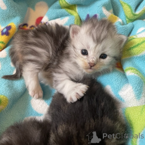 Foto №1. american bobtail - zum Verkauf in der Stadt Schlechtes Soden-Salmünster | verhandelt | Ankündigung № 162296
