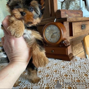 Foto №3. Der schöne Yorkshire Terrier sucht ein neues Haus!. Deutschland