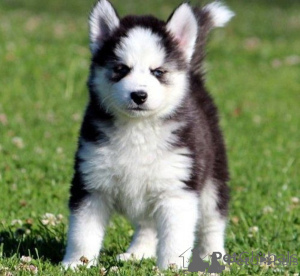 Foto №1. siberian husky - zum Verkauf in der Stadt Schleimbeutel | verhandelt | Ankündigung № 175628