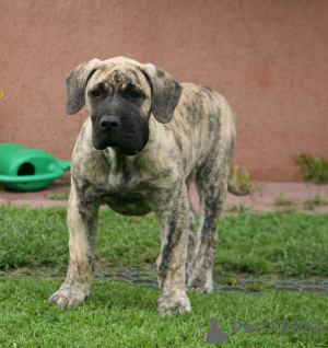 Foto №1. dogo canario - zum Verkauf in der Stadt Riga | verhandelt | Ankündigung № 174799