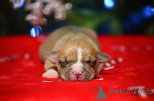 Foto №3. Amstaff-Welpen aus dem Zwinger. Russische Föderation