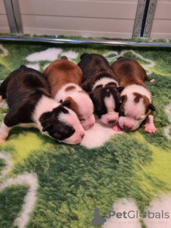 Foto №1. amerikanischer staffordshire terrier - zum Verkauf in der Stadt Zagreb | verhandelt | Ankündigung № 169322
