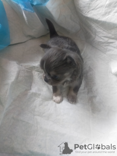 Foto №3. Chihuahua Langhaar. Polen