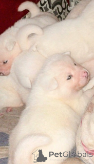 Foto №2 zu Ankündigung № 161339 zu verkaufen japan-spitz - einkaufen Deutschland 