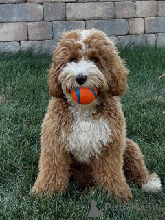 Foto №3. Lernen Sie Milo kennen, unseren fröhlichen kleinen Entdecker! Klug, liebevoll. Finnland