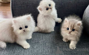 Foto №1. perserkatze - zum Verkauf in der Stadt Eschborn | 350€ | Ankündigung № 172326