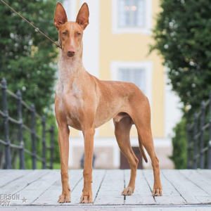 Foto №4. Ich werde verkaufen pharaonenhund in der Stadt St. Petersburg. züchter - preis - 1453€