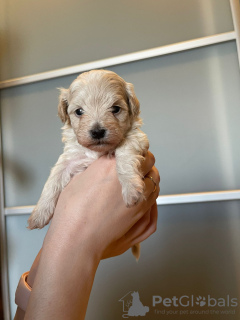 Foto №3. Maltipu F1 koreanischer Premium-Typ. Weißrussland