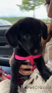 Foto №3. Labrador Retriever Welpe sucht für immer zu Hause. Litauen