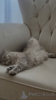 Foto №4. Ich werde verkaufen perserkatze in der Stadt Tiflis. züchter - preis - 159€