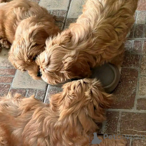 Foto №1. havaneser - zum Verkauf in der Stadt Chicago | 531€ | Ankündigung № 138636