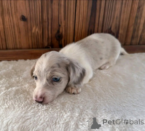 Foto №3. Auf die Toilette trainierte Dackel. USA