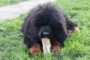 Foto №2 zu Ankündigung № 170677 zu verkaufen mastiff - einkaufen Serbien züchter