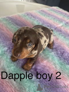 Foto №1. dackel - zum Verkauf in der Stadt Paris | verhandelt | Ankündigung № 142153