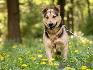 Foto №4. Ich werde verkaufen mischlingshund in der Stadt Moskwa. quotient 	ankündigung - preis - Frei
