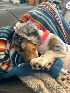 Foto №1. dackel - zum Verkauf in der Stadt Berlin | 550€ | Ankündigung № 164806