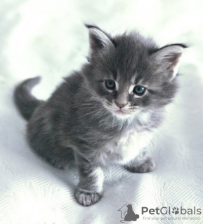 Foto №3. Entzückende Kätzchen zur kostenlosen Adoption in Ihrer Nähe in USA