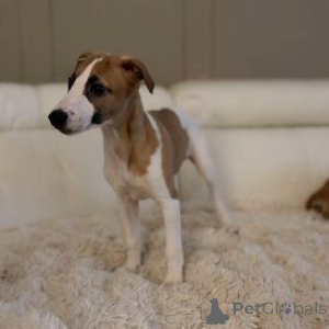 Foto №1. whippet - zum Verkauf in der Stadt Trayskirchen | 450€ | Ankündigung № 170138