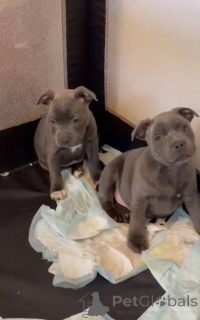 Foto №1. staffordshire bull terrier - zum Verkauf in der Stadt Aizlenten | 350€ | Ankündigung № 170178
