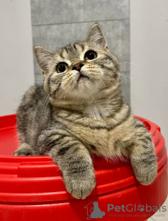 Foto №2 zu Ankündigung № 130517 zu verkaufen britisch langhaar - einkaufen Schweden quotient 	ankündigung