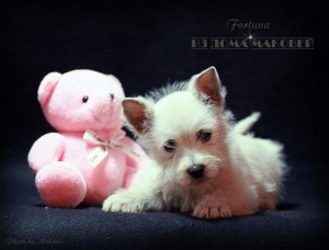 Foto №3. West Highland White Terrier aus einem hervorragenden Paar!. Moldawien