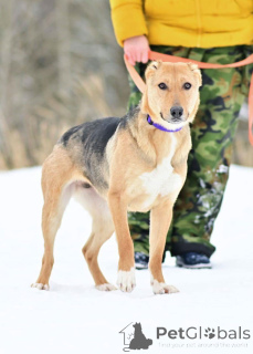 Foto №1. mischlingshund - zum Verkauf in der Stadt Moskwa | Frei | Ankündigung № 164558