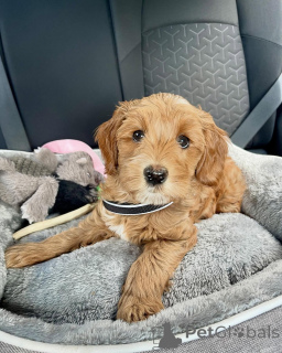 Foto №2 zu Ankündigung № 156421 zu verkaufen labradoodle - einkaufen Österreich quotient 	ankündigung