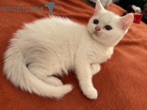 Foto №3. Wir suchen nach fürsorglichen und liebevollen Meister für unsere Kinder. Frankreich