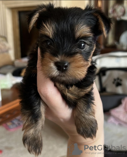 Foto №2 zu Ankündigung № 121635 zu verkaufen yorkshire terrier - einkaufen Großbritannien quotient 	ankündigung, aus dem tierheim