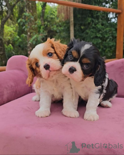 Foto №2 zu Ankündigung № 173352 zu verkaufen cavalier king charles spaniel - einkaufen Deutschland 