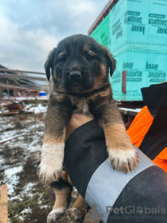 Zusätzliche Fotos: Babywelpen suchen dringend ein Zuhause!