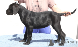 Foto №3. Calypso von spqr corso. Rumänien