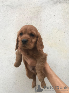 Foto №1. amerikanischer cocker spaniel - zum Verkauf in der Stadt Erbaa | 691€ | Ankündigung № 128692