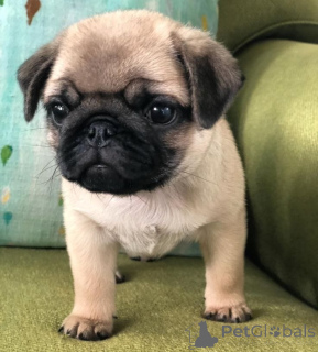 Foto №1. mops - zum Verkauf in der Stadt Libbon | 250€ | Ankündigung № 174051