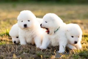 Foto №3. Samoyed FCI. Polen
