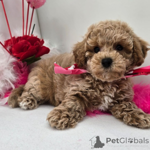 Foto №2 zu Ankündigung № 134935 zu verkaufen  - einkaufen Deutschland 