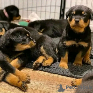 Foto №1. rottweiler - zum Verkauf in der Stadt Borlänge | 355€ | Ankündigung № 13386