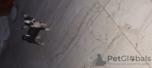 Foto №4. Ich werde verkaufen chihuahua in der Stadt Hurghada. züchter - preis - 237€