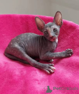 Foto №3. Niedliche Cornish-Rex-Kätzchen erhältlich. Frankreich